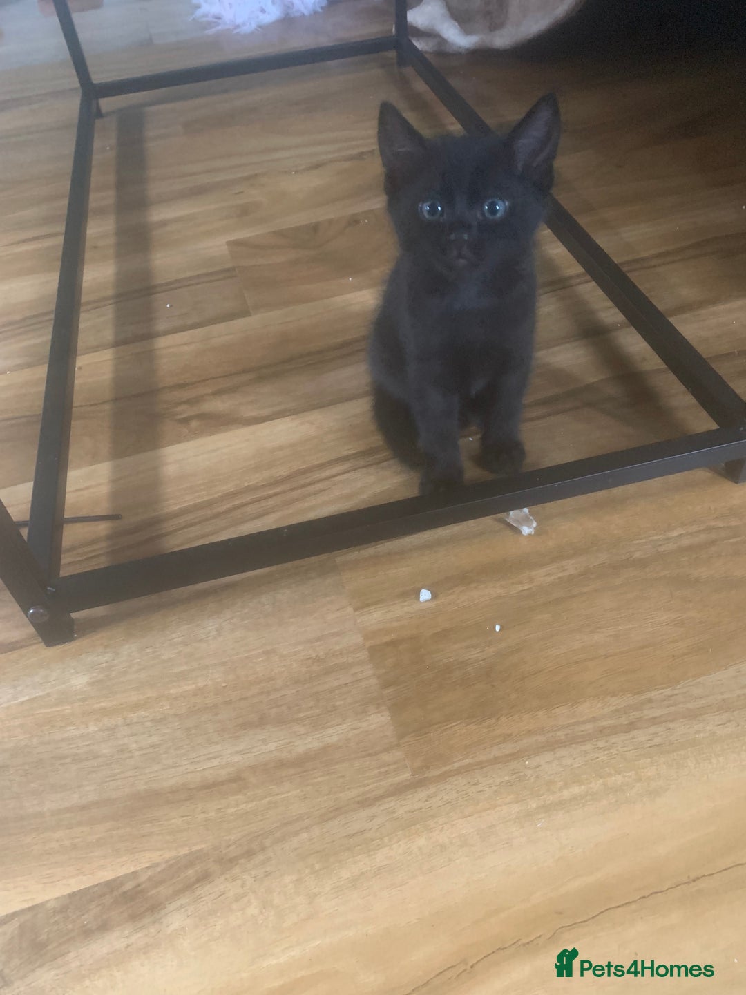 Bengal cats for sale: Bengal x - Image 14