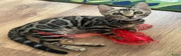 Bengal cats for sale: Bengal kittens for sale - Advert 5