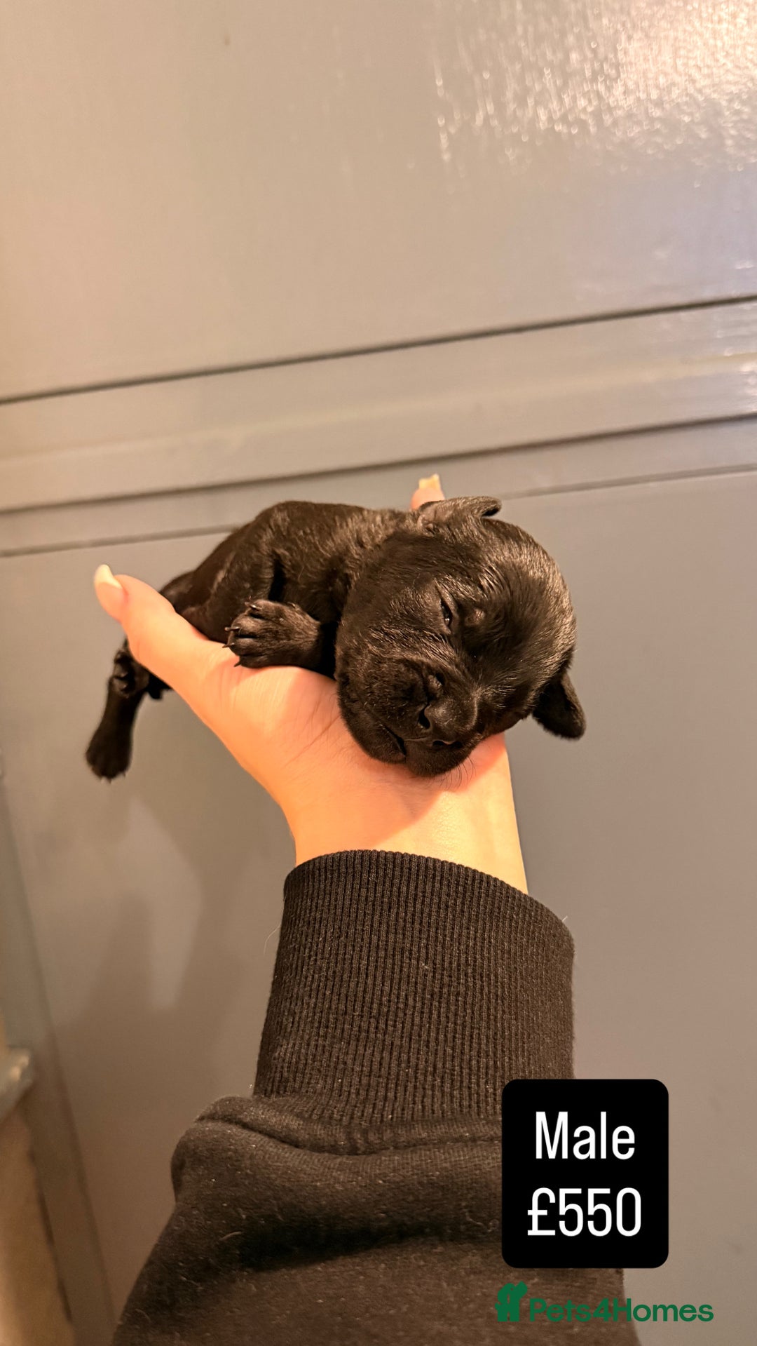 Mixed Breed dogs for sale: Beautiful Frenchie x Labrador puppies  - Advert 4