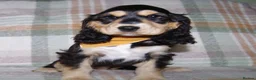 Cocker Spaniel dogs for sale: Beautiful Show Cocker Spaniel Puppies  - Advert 33