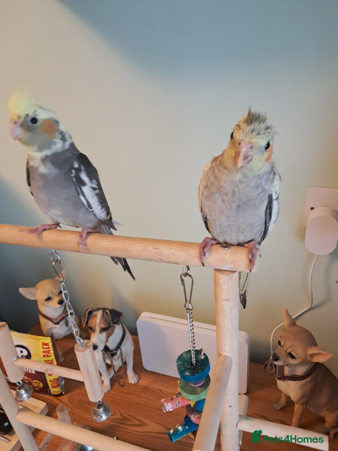 Cockatiels birds for sale: Hand reared baby cocktails ready now  - Advert 5