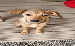 Mixed Breed dogs for adoption: Poppy - In Ayr looking for a home - Image 10