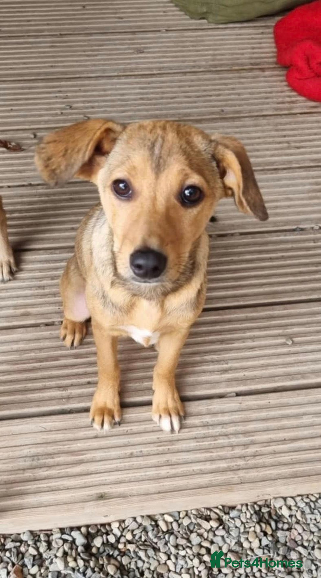 Mixed Breed dogs for adoption: Poppy - In Ayr looking for a home - Image 10