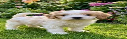 Cavapoo dogs for sale: Beautiful f1b cavapoo  - Advert 3