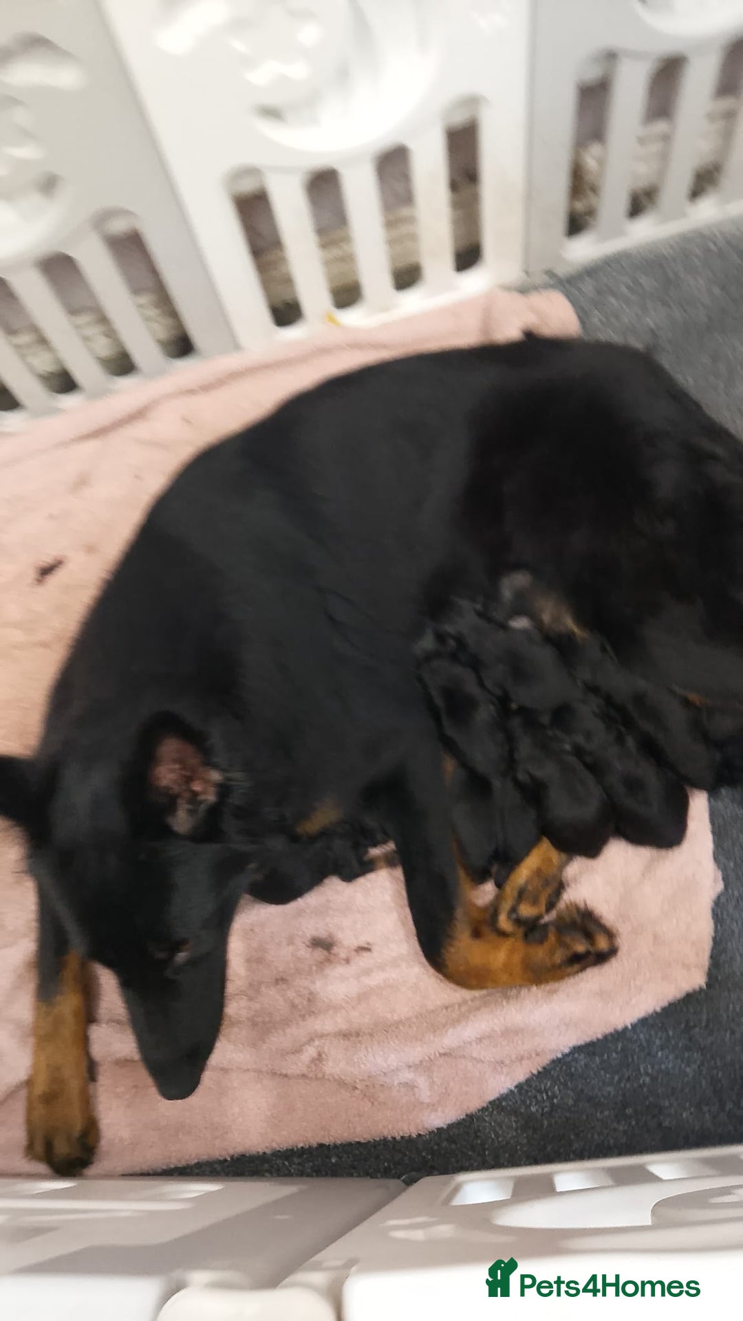 German Shepherd dogs for sale: German shepherd pups  - Advert 1