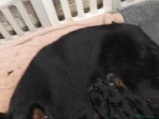 German Shepherd dogs German shepherd pups - Advert 1