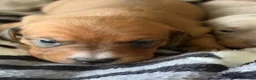 Dachshund dogs for sale: Miniature smooth-haired dachshund  - Advert 11