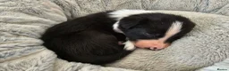 Border Collie dogs for sale: Border Collie Puppies - Advert 12