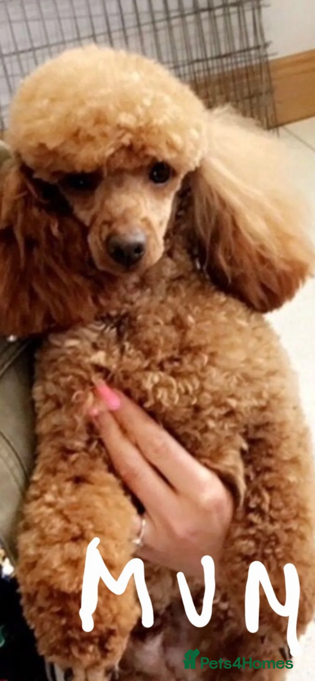 Toy Poodle dogs for sale: Beautifull red toy poodle for sale  in Derby - Advert 1