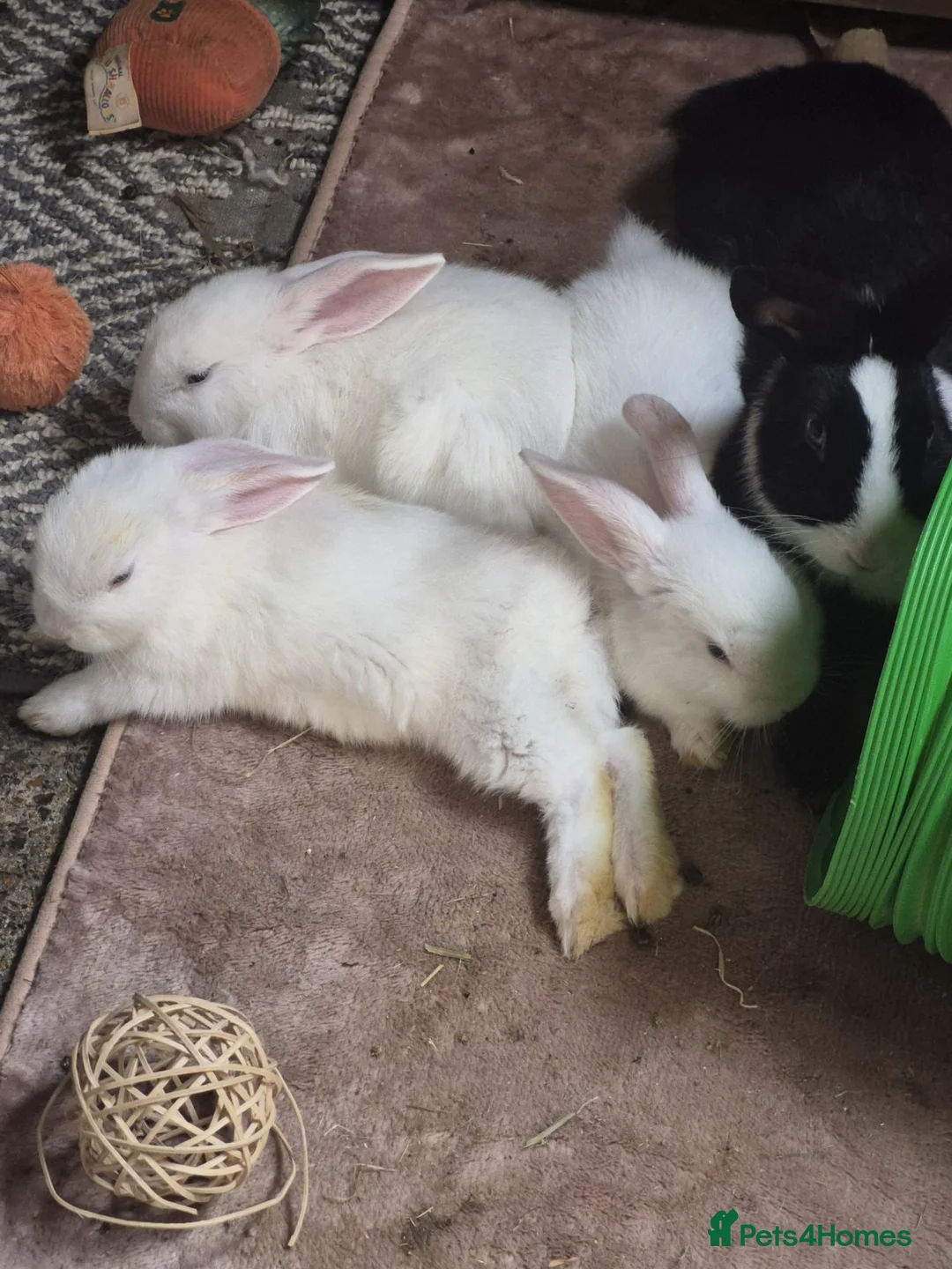 English Lop rabbits for sale: BABY RABBITS  - Advert 1