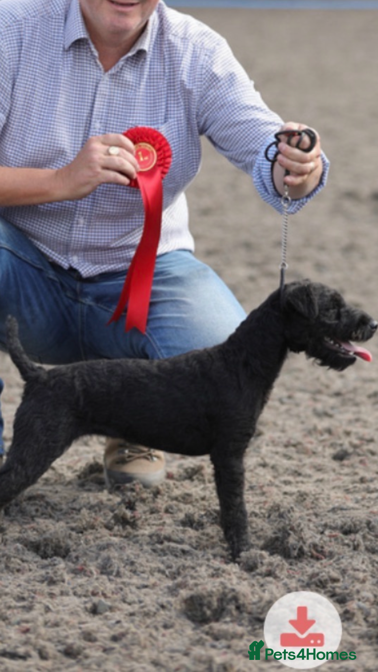 Lakeland Terrier dogs Black Lakeland/Fell bitch for sale - Advert 1