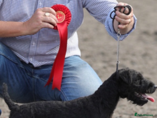 Lakeland Terrier dogs for sale: Black Lakeland/Fell bitch for sale - Advert 1