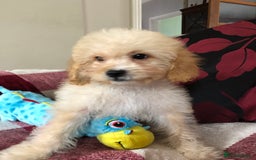 Shihpoo dogs for sale: shihpoo puppies for sale  - Image 20