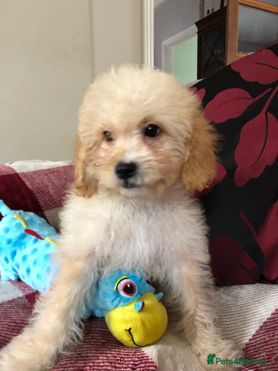 Shihpoo dogs for sale: shihpoo puppies for sale  - Image 20