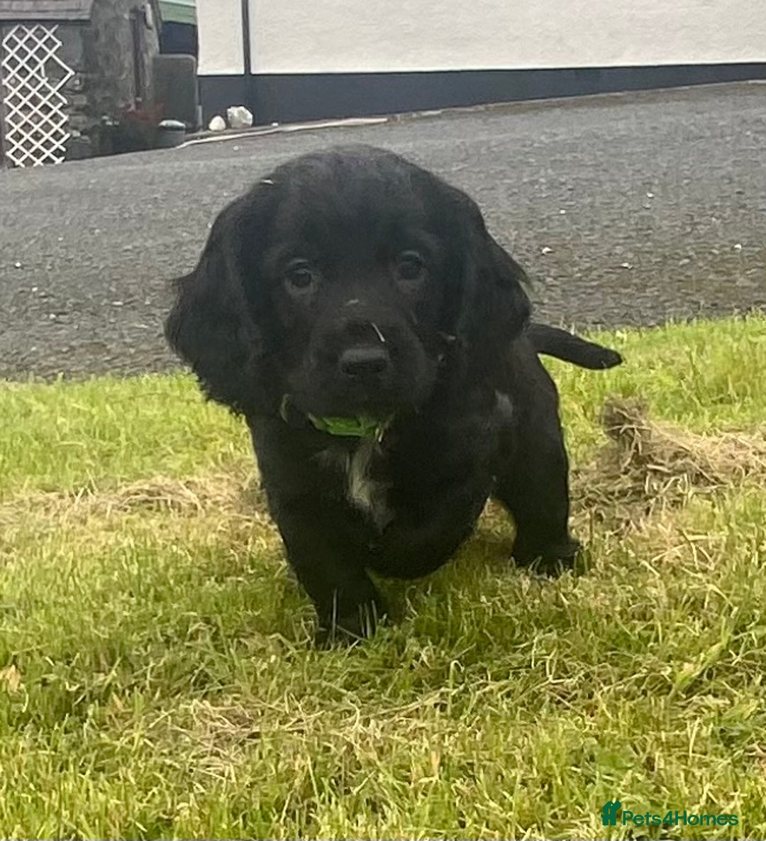 Cocker Spaniel dogs for sale: Cocker Spaniel Puppies - Image 7