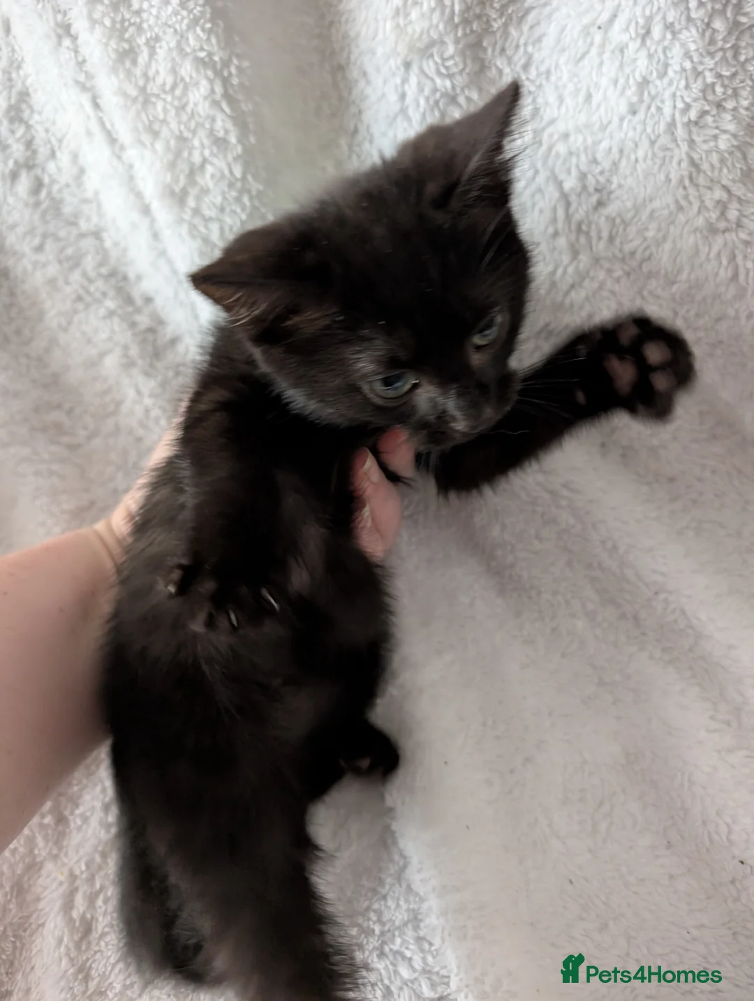 Ragdoll cats for sale: Ragdoll kittens  - Advert 17