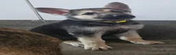 German Shepherd dogs for sale: White, black and sable german shepherd pups - Advert 1