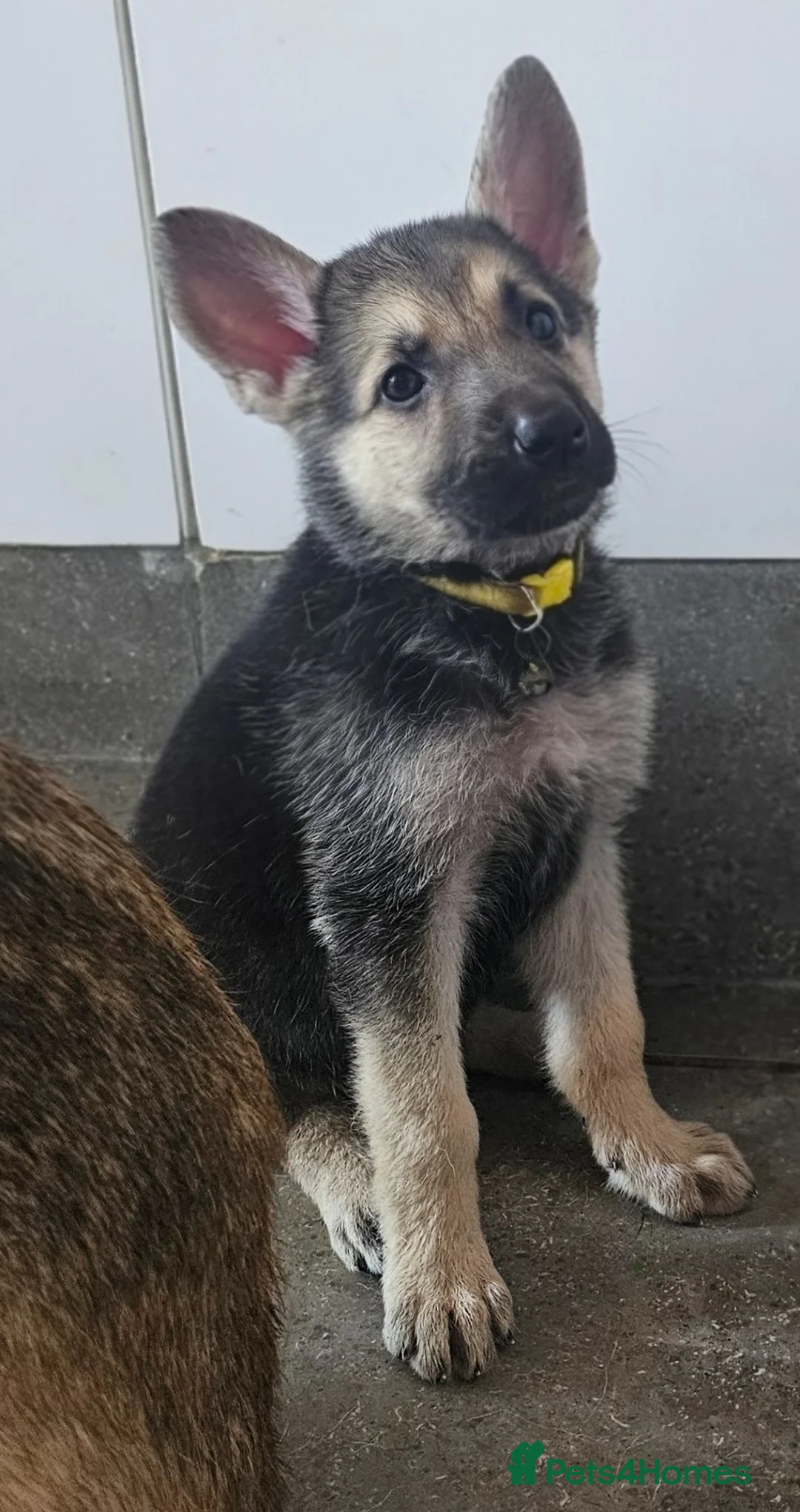 German Shepherd dogs for sale: White, black and sable german shepherd pups - Advert 1