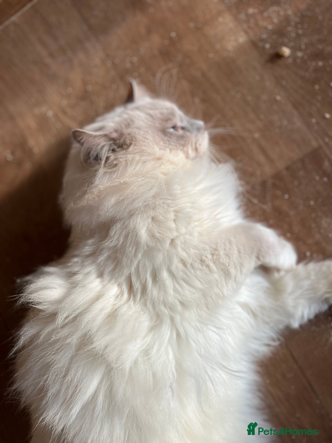 Ragdoll cats for sale: Adult male  ragdoll stud  - Advert 7