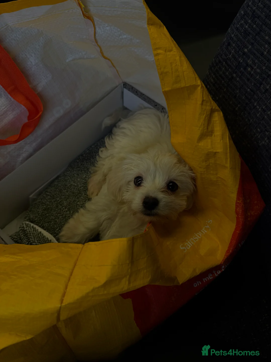 Maltipoo dogs for sale: A lovely Maltipoo - Advert 2