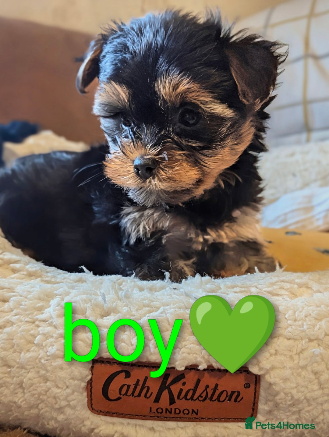 Yorkshire Terrier dogs for sale: Adorable Yorkshire terrier puppy available  - Advert 12