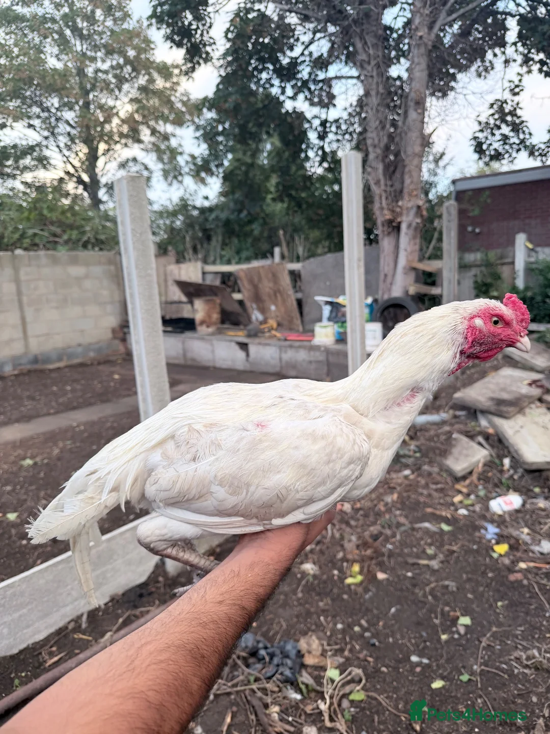 Chickens poultry for sale: Shamo male - Advert 6