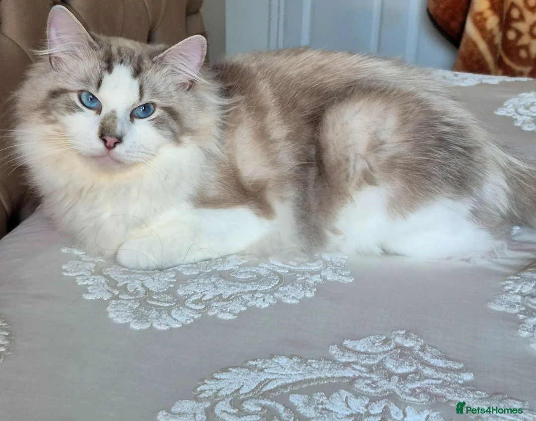 Ragdoll cats for sale: ✨ Exceptional Ragdolls,a distinguished lineage ✨ - Advert 1