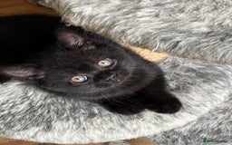 British Shorthair cats for sale: Black British Shorthair male  - Image 6