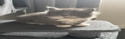 Mixed Breed cats for sale: Kittens  in Bristol - Advert 7