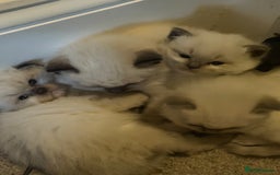 Ragdoll cats for sale: Adorable Ragdoll kittens - Image 1