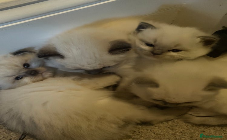 Ragdoll cats - Advert 2