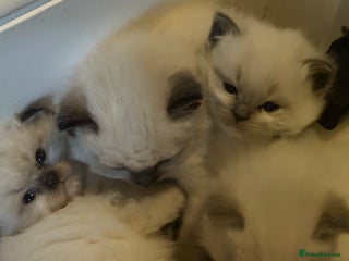 Ragdoll cats - Advert 2