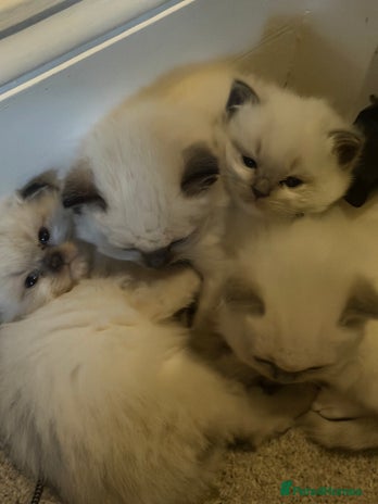 Ragdoll cats - Advert 8