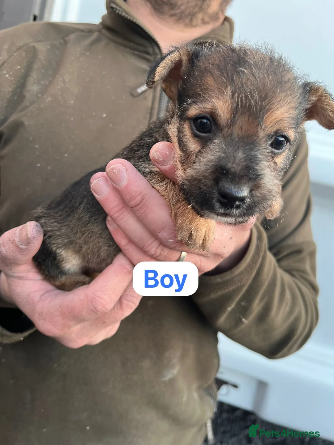 Jack Russell dogs for sale: Miniature Jack Russell puppies  - Advert 14