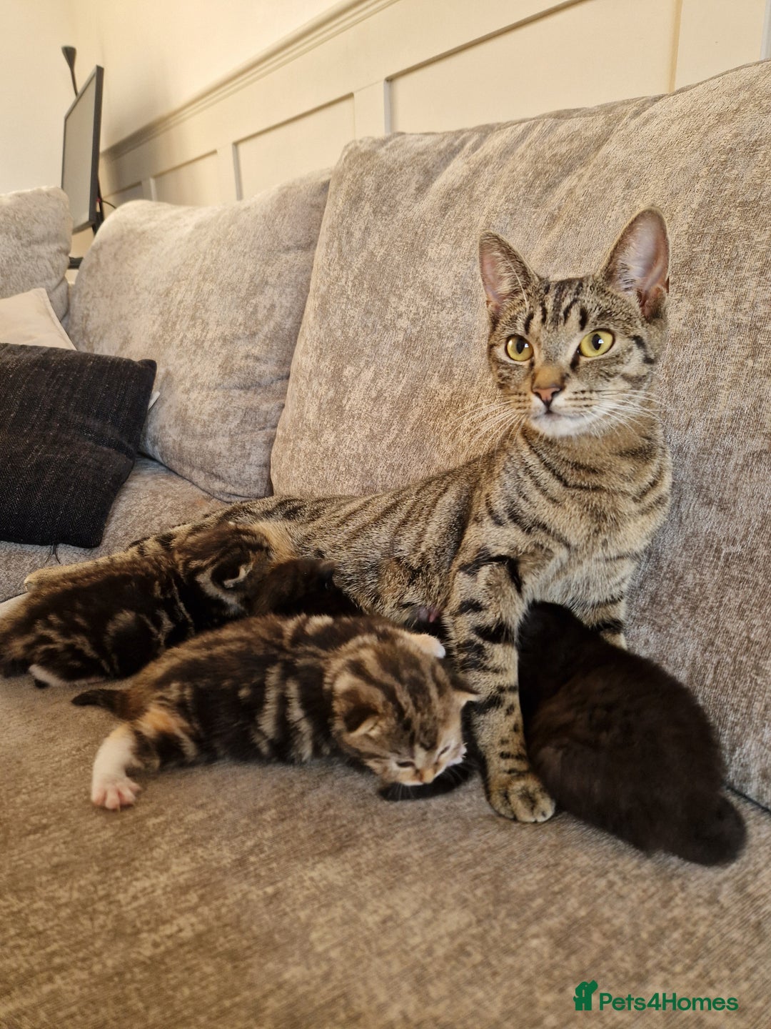 Mixed Breed cats for sale: 3 mixed tabby kittens. - Image 5