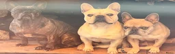 French Bulldog dogs for stud: French bulldog stud  - Advert 3