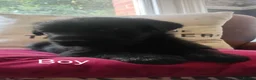 Mixed Breed dogs for sale: A very rare opportunity... - Advert 14