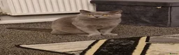British Shorthair cats for sale: Female british-shorthair  - Advert 1