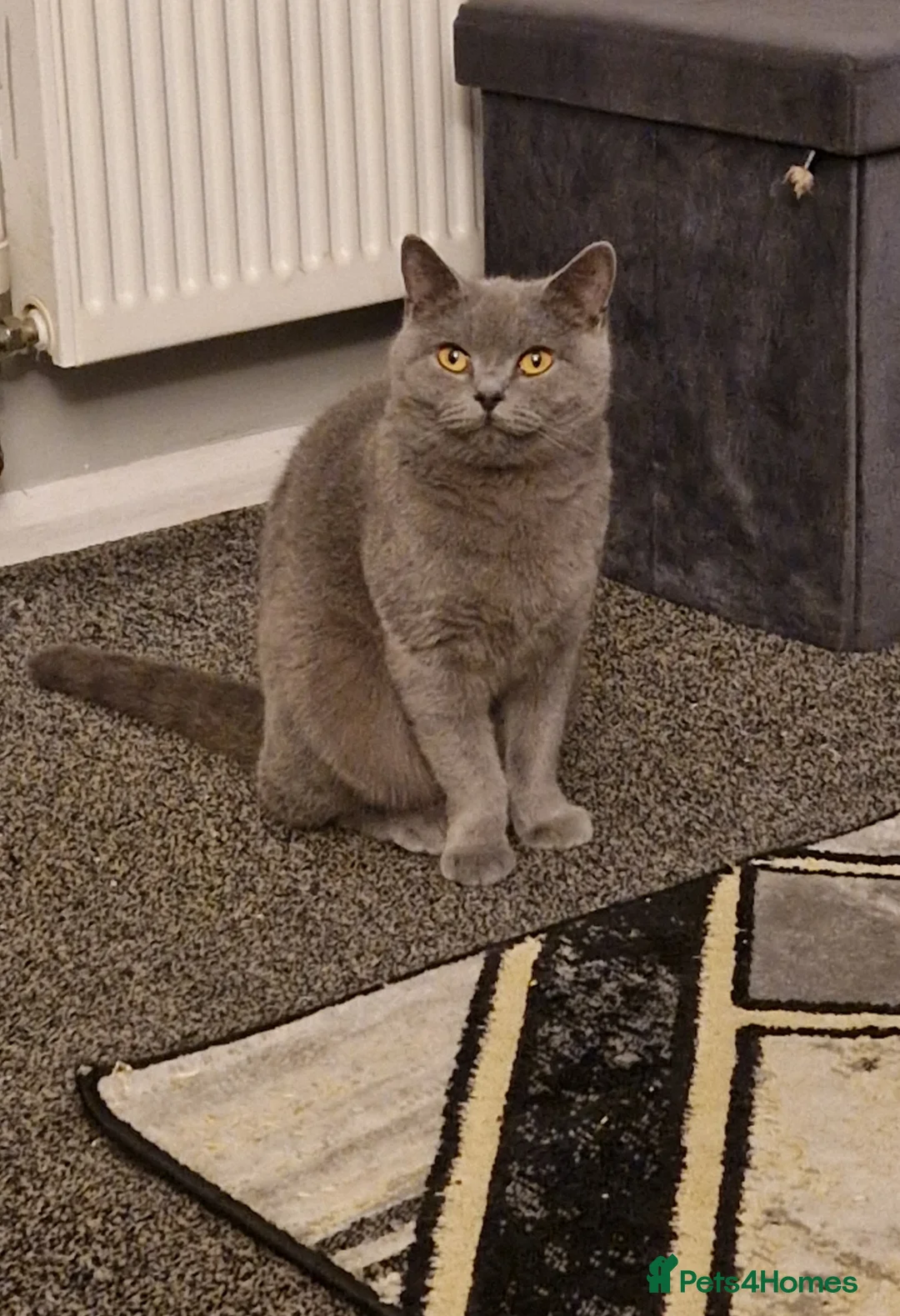 British Shorthair cats for sale: Female british-shorthair  - Advert 1