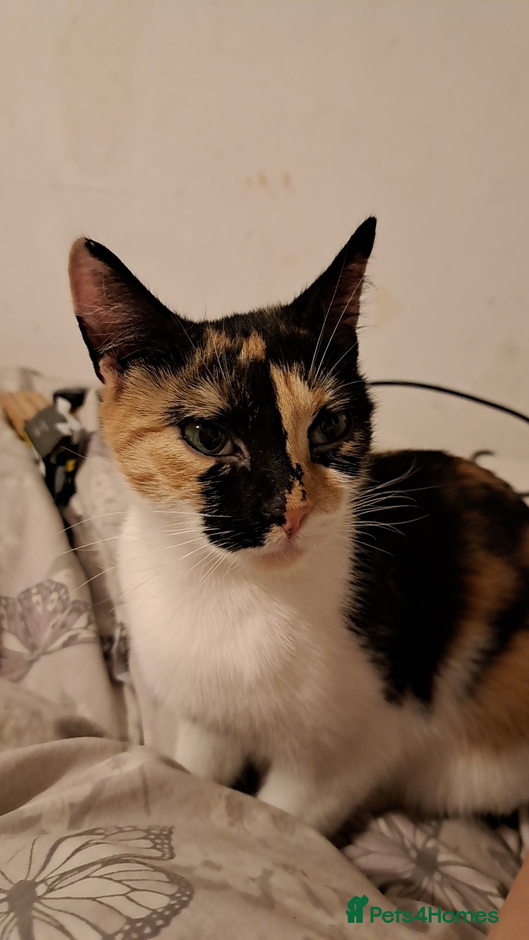 Mixed Breed cats Female calico cat looking for a forever home  - Advert 1