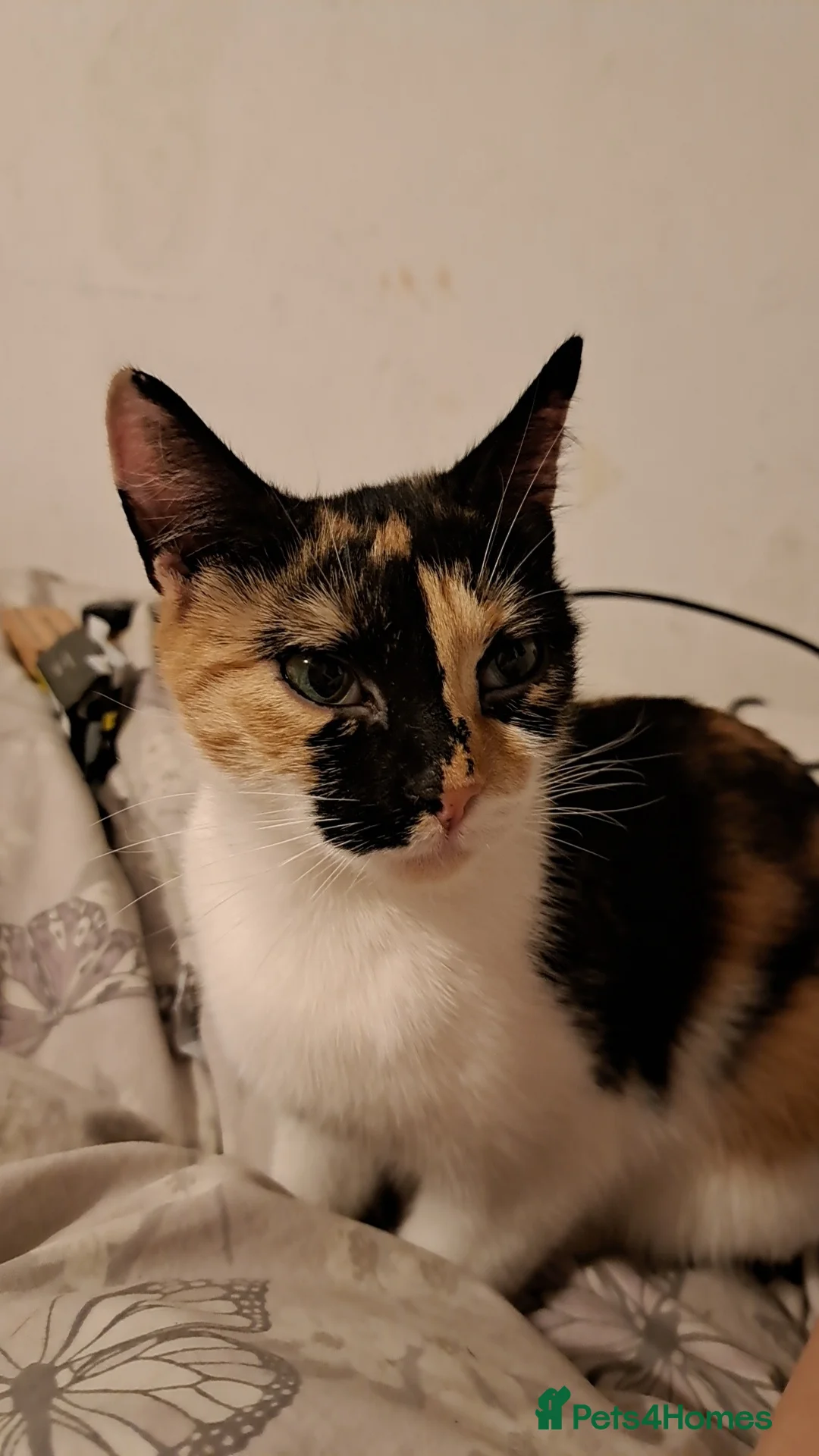 Mixed Breed cats for sale: Female calico cat looking for a forever home  in Pershore - Advert 1