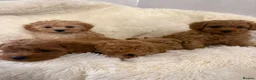 Maltipoo dogs for sale: 🐾 toy maltipoo puppy’s 🐾 - Advert 3