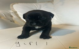 Mixed Breed dogs for sale: Stunning dogue de Bordeaux X cane corso - Image 10