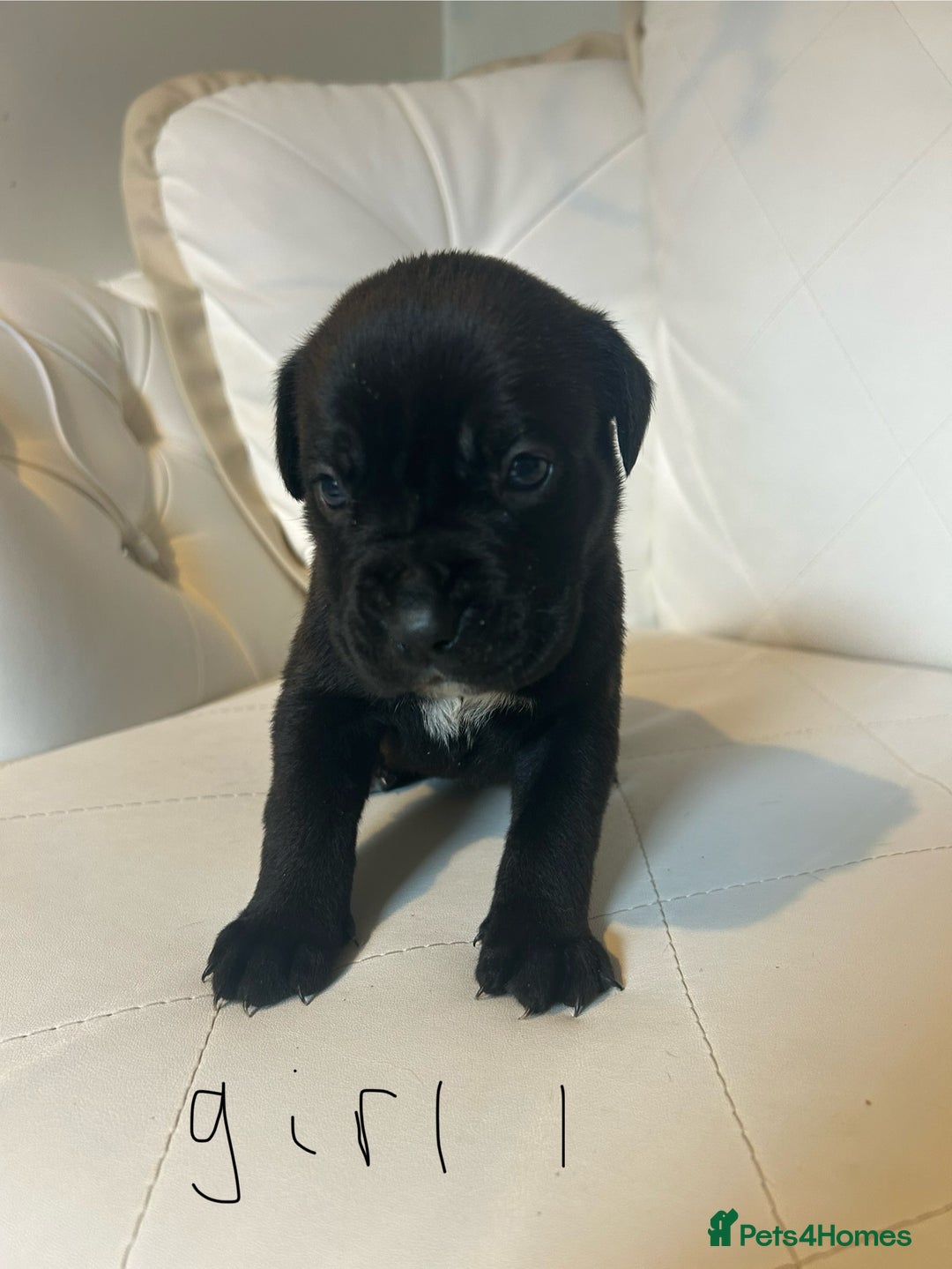 Mixed Breed dogs for sale: Stunning dogue de Bordeaux X cane corso - Image 10