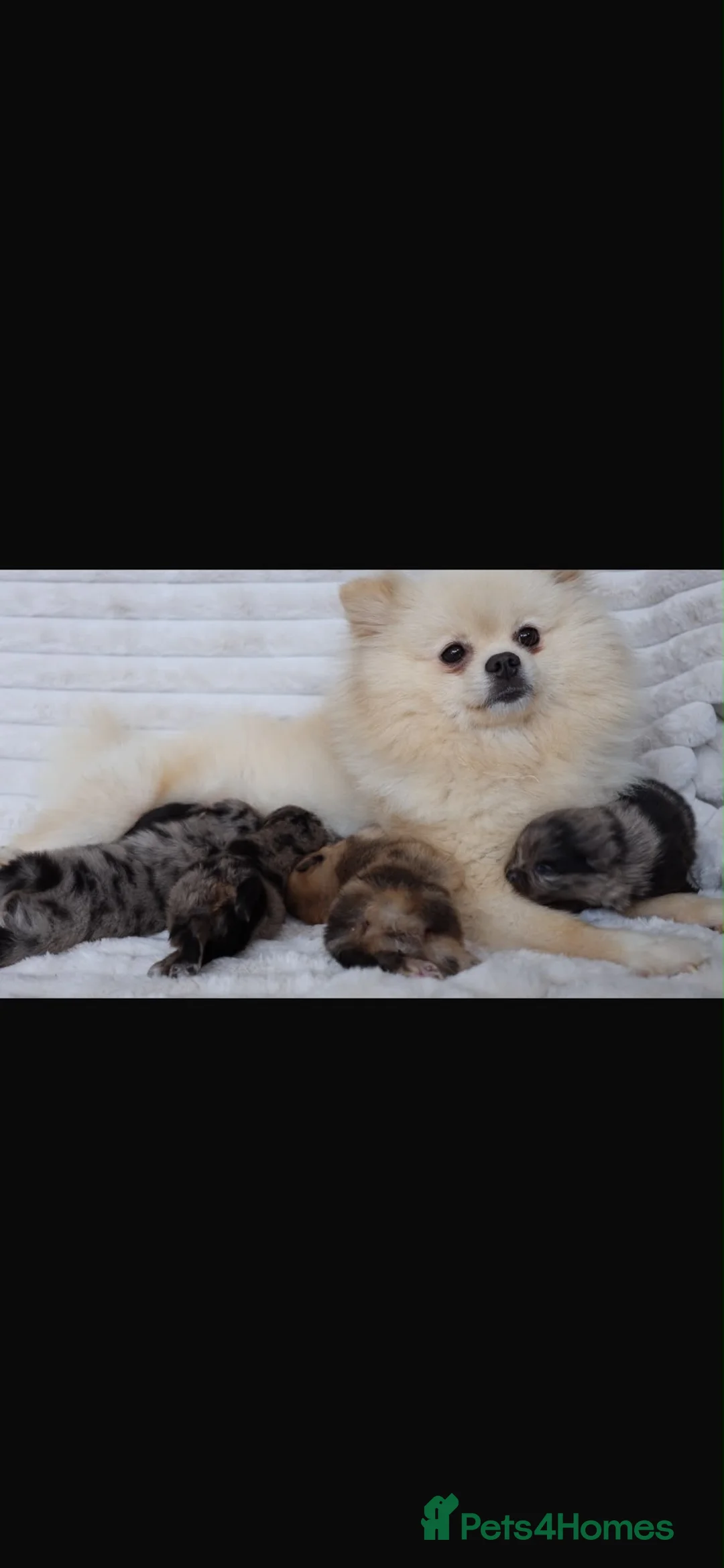 Pomeranian dogs for sale: Beautiful Russian line Pomeranians  - Advert 8
