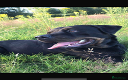 Rottweiler dogs for sale: 8 year old Rottweiler “Ronnie” - Image 8