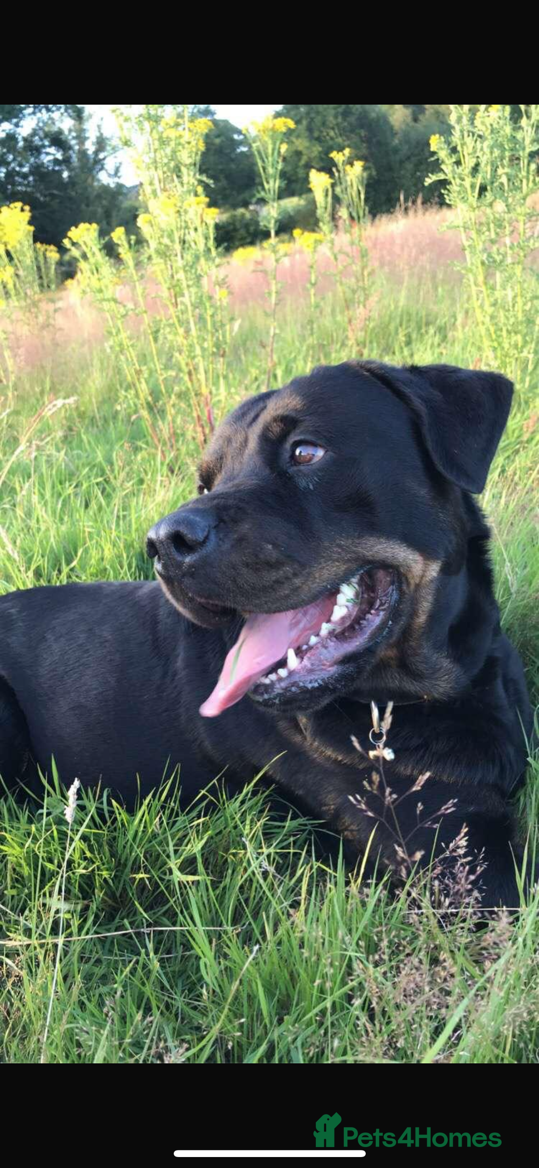 Rottweiler dogs for sale: 8 year old Rottweiler “Ronnie” - Image 8