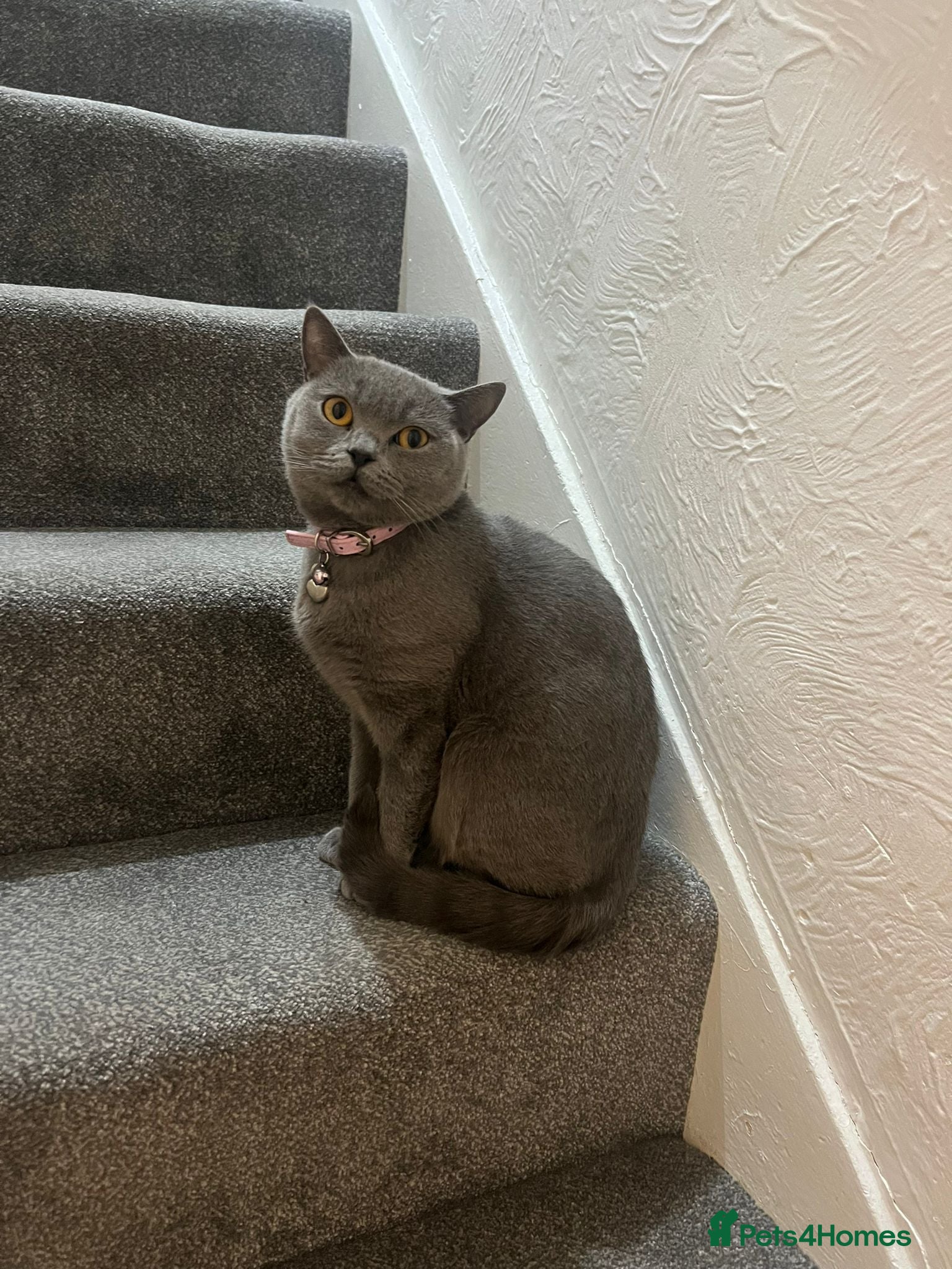 British Shorthair cats British Shorthair Needs a New Home! 🐾 - Advert 2