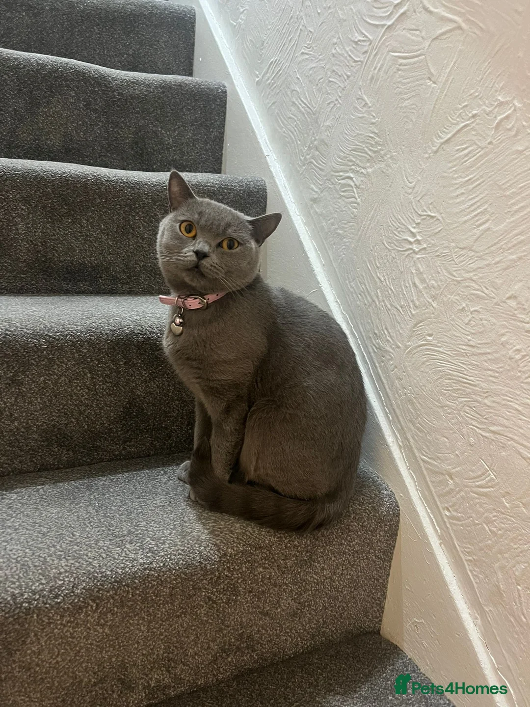 British Shorthair cats for sale: British Shorthair Needs a New Home! 🐾 - Advert 1