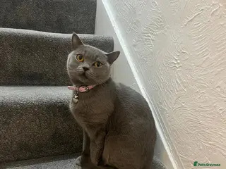 British Shorthair cats British Shorthair Needs a New Home! 🐾 - Advert 3
